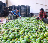 Indian mangoes prove a hit in Washington
