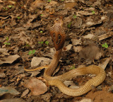 Snakes scare Hyderabad residents as venomous snake threat increases