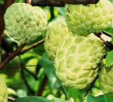 Seoni's jumbo custard apple earns prestigious GI Tag, boosting farmers' fortunes in MP