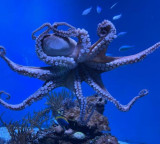 Octopus challenges science and shocking facts you should know