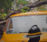 Vihaan Srivastava dies as tree falls on school bus funeral held with cricket ball