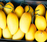 Shivraj Singh Chouhan forms expert committee for Totapuri mango price drop