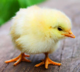 Not science fiction a chick was born from an artificial egg