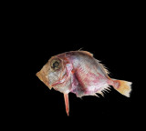 Indian Dory A new type of fish off the Kerala coast