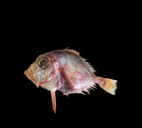 CMFRI identifies new fish species in Arabian Sea