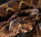Top 10 most dangerous snakes in the world including those found in India