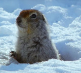 Arctic ground squirrel survival in sub-zero temperatures offers medical hope