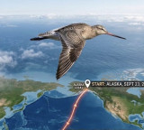 11 days non-stop journey over the sea A birds wonderful journey