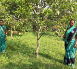 Amrapali mangoes from Jharkhand’s tribal belt exported to Dubai