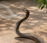 Jharkhand hostel tragedy student dies due to snake bite
