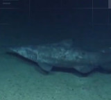 Goblin Shark 125 million year old living fossil filmed for the first time by scientists