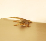 How to get rid of lizards naturally