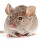 Andean leaf eared mouse survives where humans cannot to amaze scientists