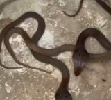 Cobra snakelets cause stir in Hyderabad Madhuranagar Police Station