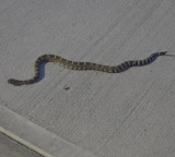 Rattlesnake bite survivor lives after receiving 54 vials of antivenom