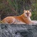 Rare Golden Tiger has seen in Kaziranga National Park