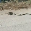 Mother rat chases away snake to protect baby