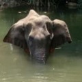 Kerala Elephant Died is an Accident