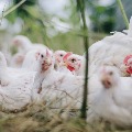 chicken rates down in india