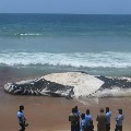 Caracas of Blue Whale washed ashore of Tamilnad