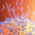 Antibodies in human body live for seven months