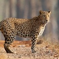 Leopard attacked pigs in Mahanandi Temple