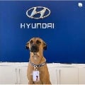 Hyundai showroom in Brazil appointed a streed dog as sales person