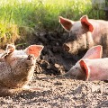 Assam To Cull 12 000 Pigs As African Swine Fever Spreads