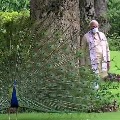 Narendra Modi With Peacocks Pics Viral