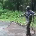 15 feet King Cobra rescued by forest officials in Tamil Nadu