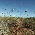 India may face bigger locust attack warns UNO