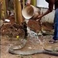King Cobra enjoys head bath