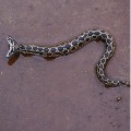 Very rare double headed Russel Viper spotted in Maharashtra