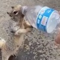 Thirsty Squiral Wants Water Viral Video 