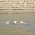 Lions swims in a reservoir at Gir Forest
