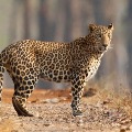 Leopard wandering in Tirumala karnataka satra