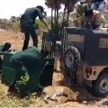 Leopard dies of internal wounds while shifting to Zoo