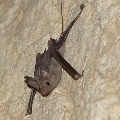 Bats were bitten Wuhan researchers while taking samples in cave