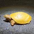 Rare yellow turtle spotted in a Odisha village