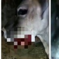 Pregnant cows jaw blown off due to explosive