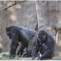 San Diego Zoo gorillas test positive for corona