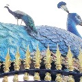 Peacock at KBR Park