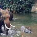 Police says cracker stuffed coconut used to kill elephant