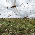 Locust swarm travelling towards Madhya Pradesh 