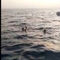 rahul gandhi swims in sea