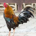 Cock arrested in man death case