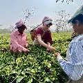 Priyanka Gandhi Plucks Tea Leaves Along with workers in Assom