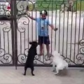 Kid bhangra dance with puppies video went viral