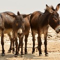 tamilndau election officials searching for donkeys 