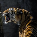 Hunt for man eater tiger in Karnataka